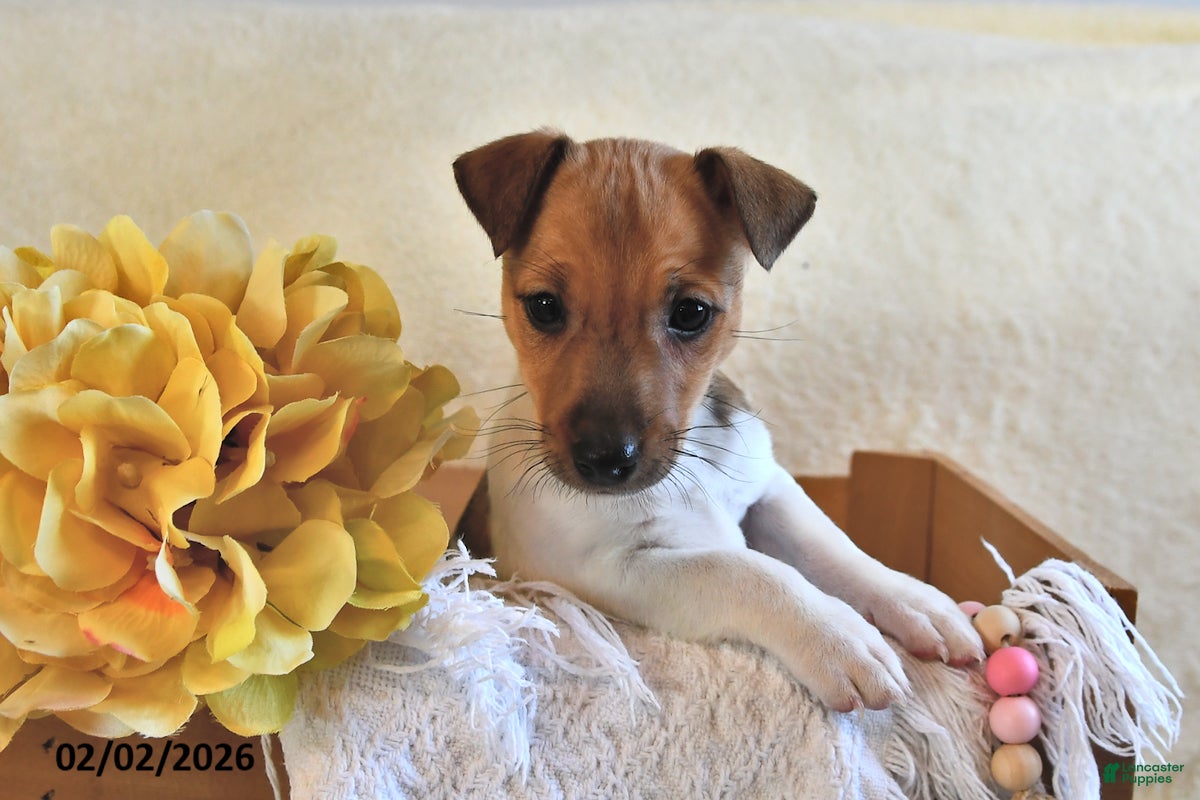 Jack Russell Terrier dogs Pudgy - Ad 2