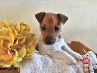 Jack Russell Terrier dogs Pudgy - Ad 2