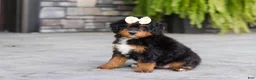 Mini Bernedoodle dogs for sale: Dolly - Ad 9
