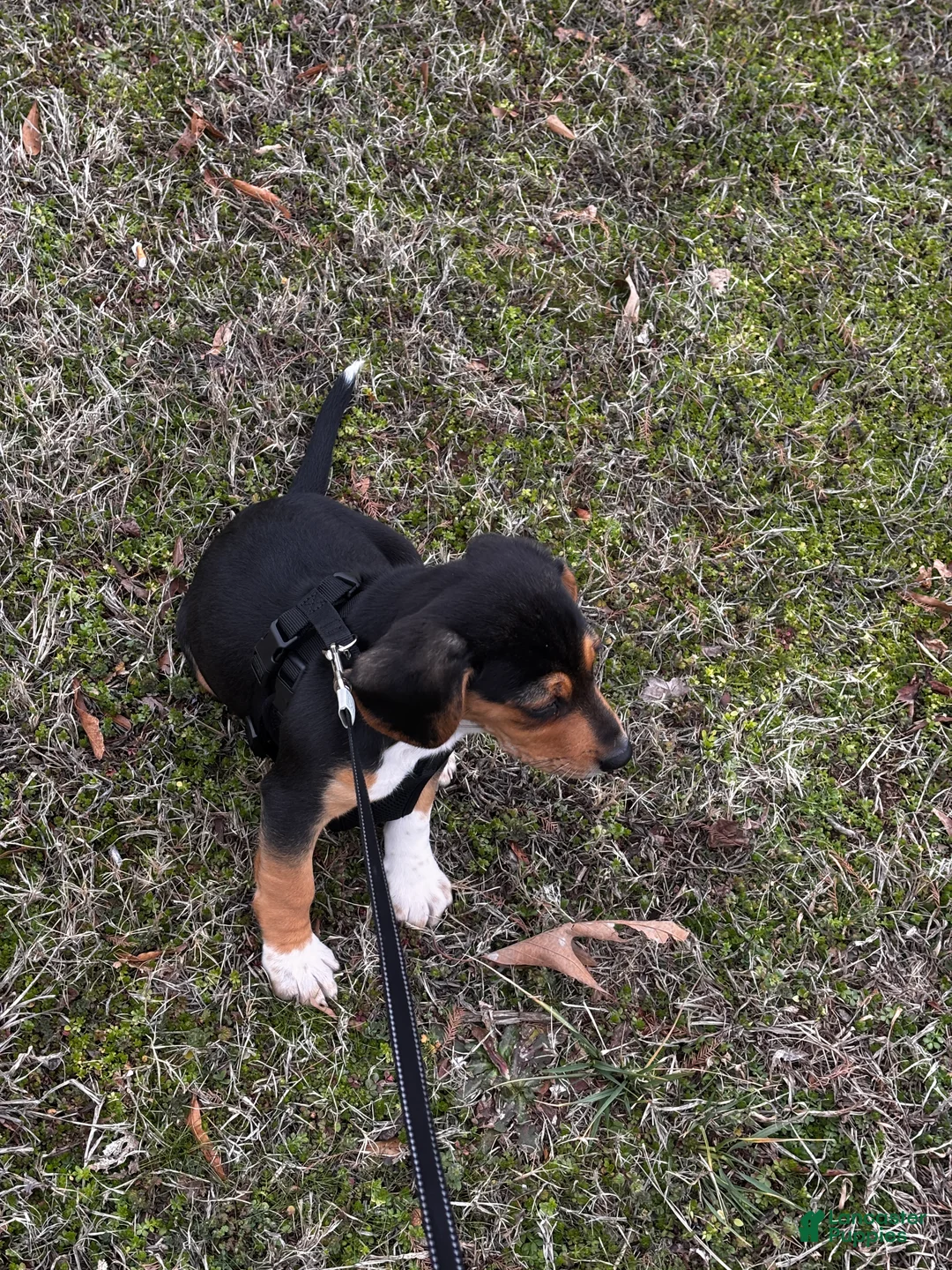 Beagle dogs for sale: Bubba - Ad 3