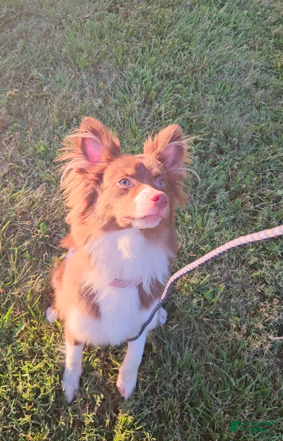 Australian Shepherd dogs Roxy - Ad 36