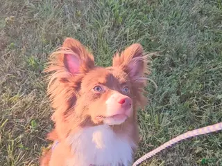 Australian Shepherd dogs Roxy - Ad 21