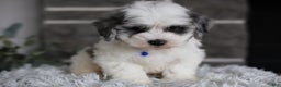 Maltipoo dogs for sale: Chubbs - Ad 7