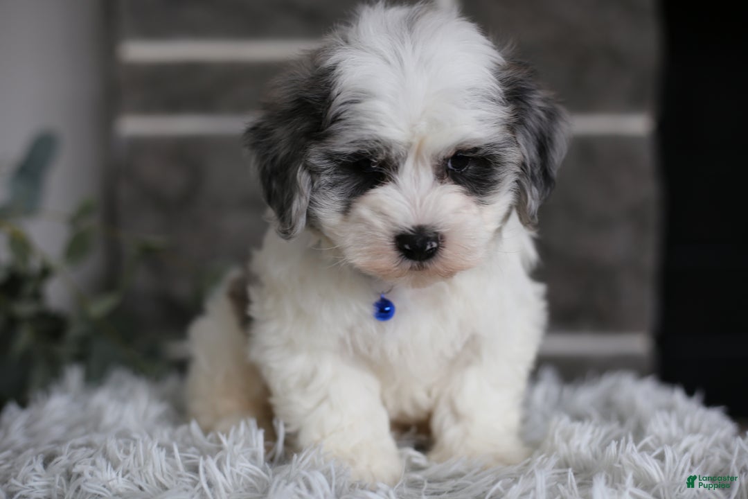 Maltipoo dogs for sale: Chubbs - Ad 7