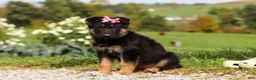 German Shepherd dogs for sale: Rachelle - Ad 4