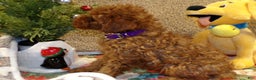 Miniature Poodle dogs for sale: Miniature Poodle Puppy 2 Carlos - Ad 3