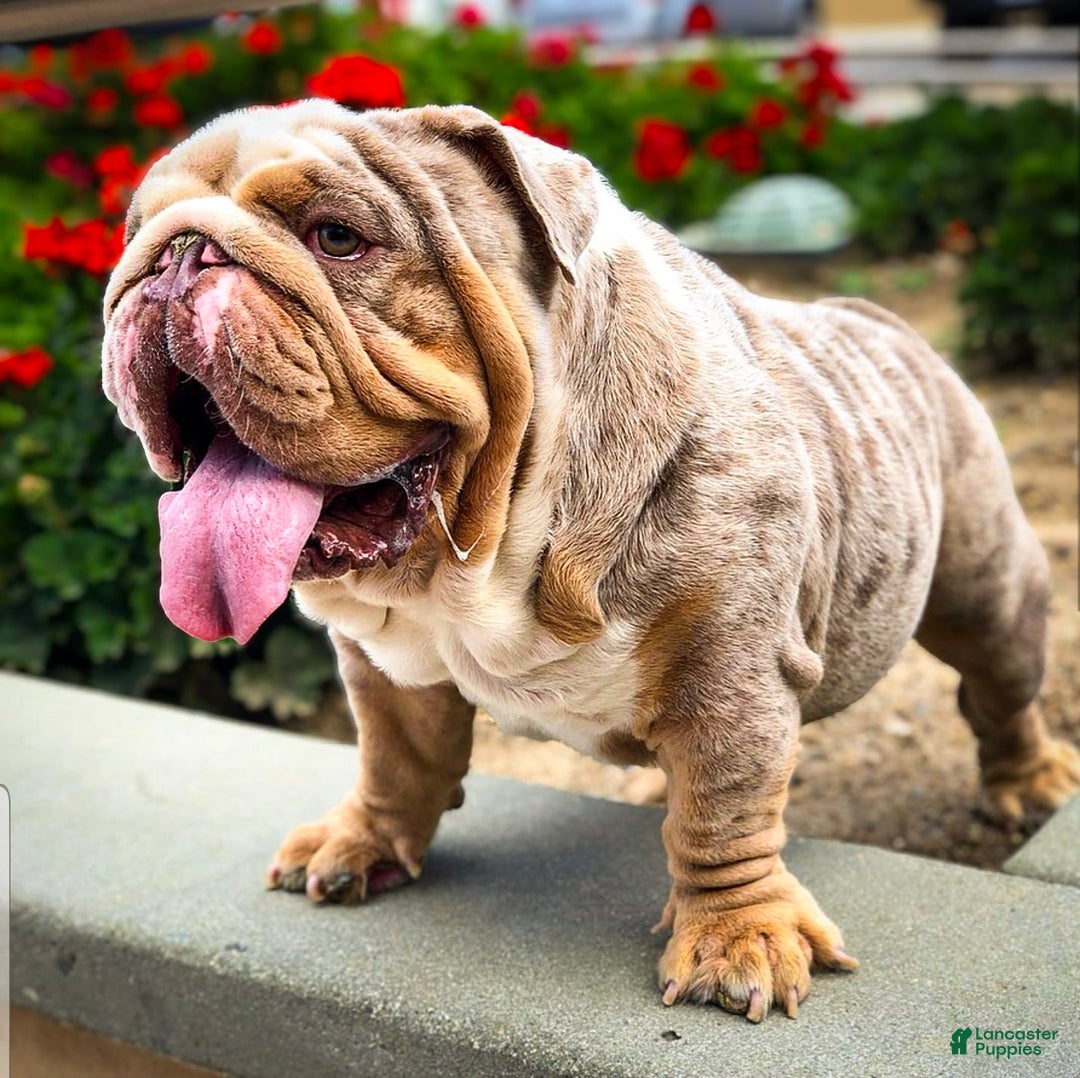 English Bulldog dogs for sale: Pearl - Ad 9
