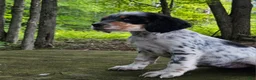 English Setter dogs for sale: Stacy - Ad 1