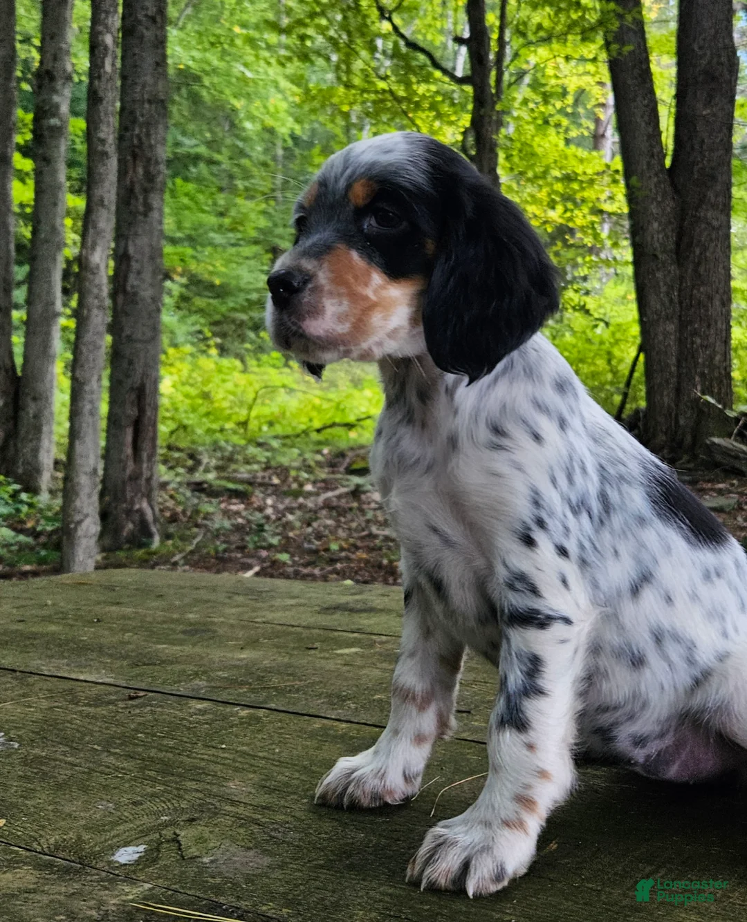 English Setter dogs for sale: Stacy - Ad 1