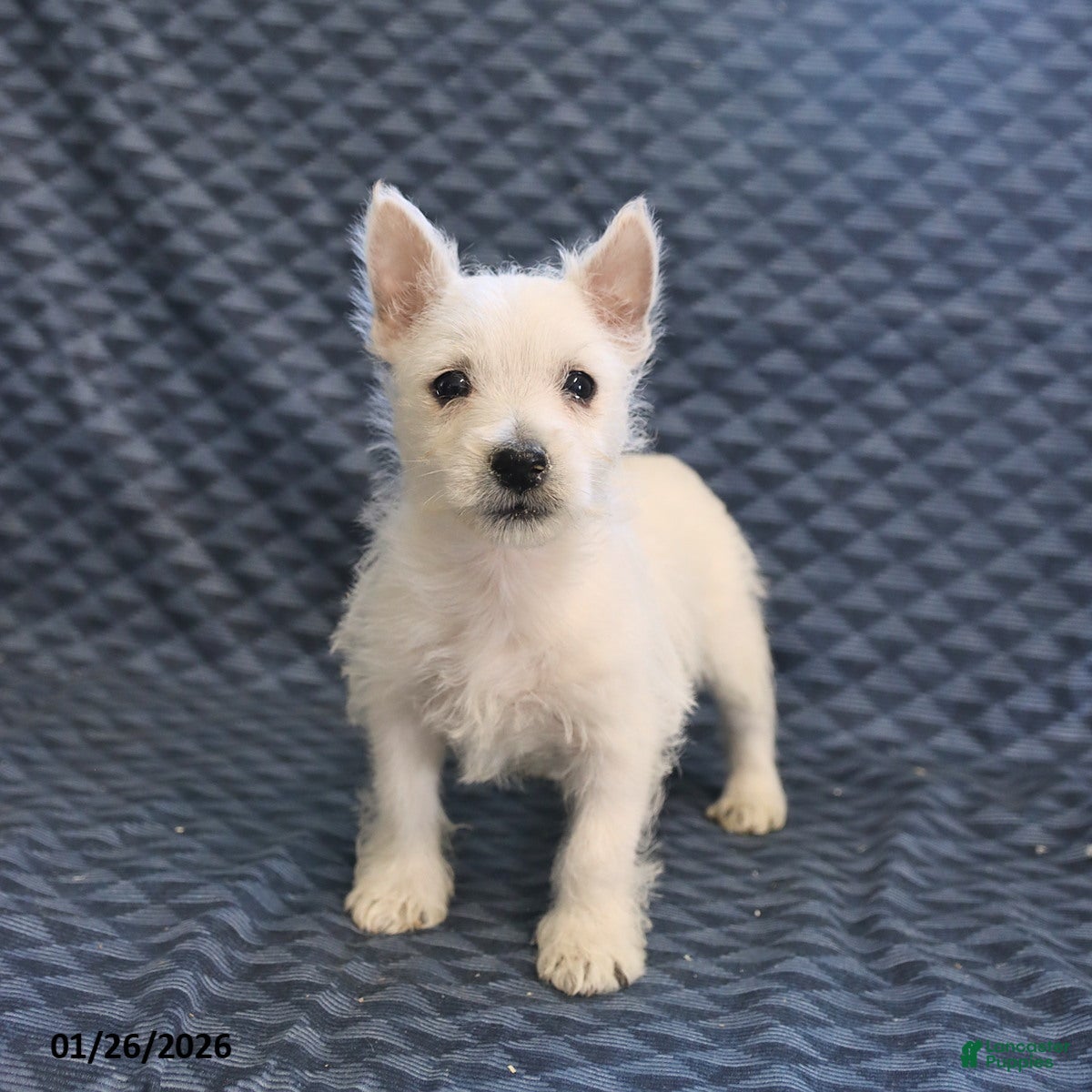 West Highland Terrier dogs Harry - Ad 3