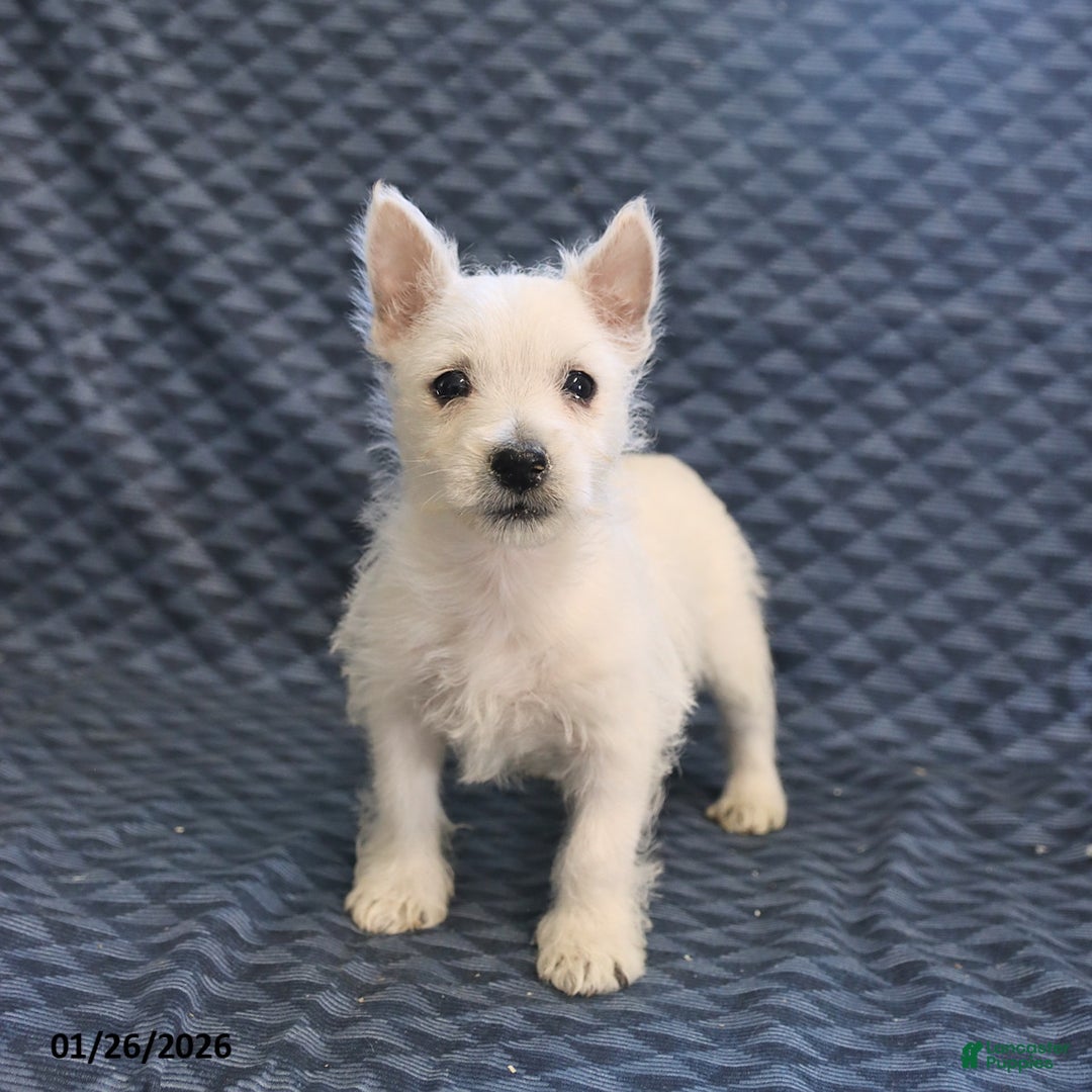 West Highland Terrier dogs for sale: Harry - Ad 1