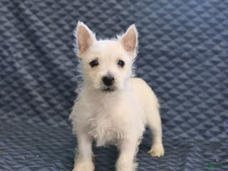 West Highland Terrier dogs Harry - Ad 3