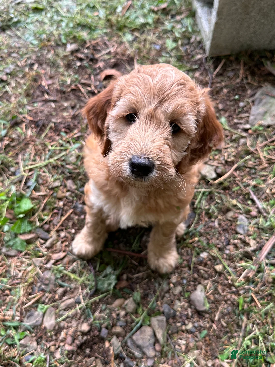 Irish Doodle dogs for sale: 🌹Rosie - Ad 2