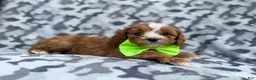 Cavapoo dogs for sale: Jeb - Ad 3
