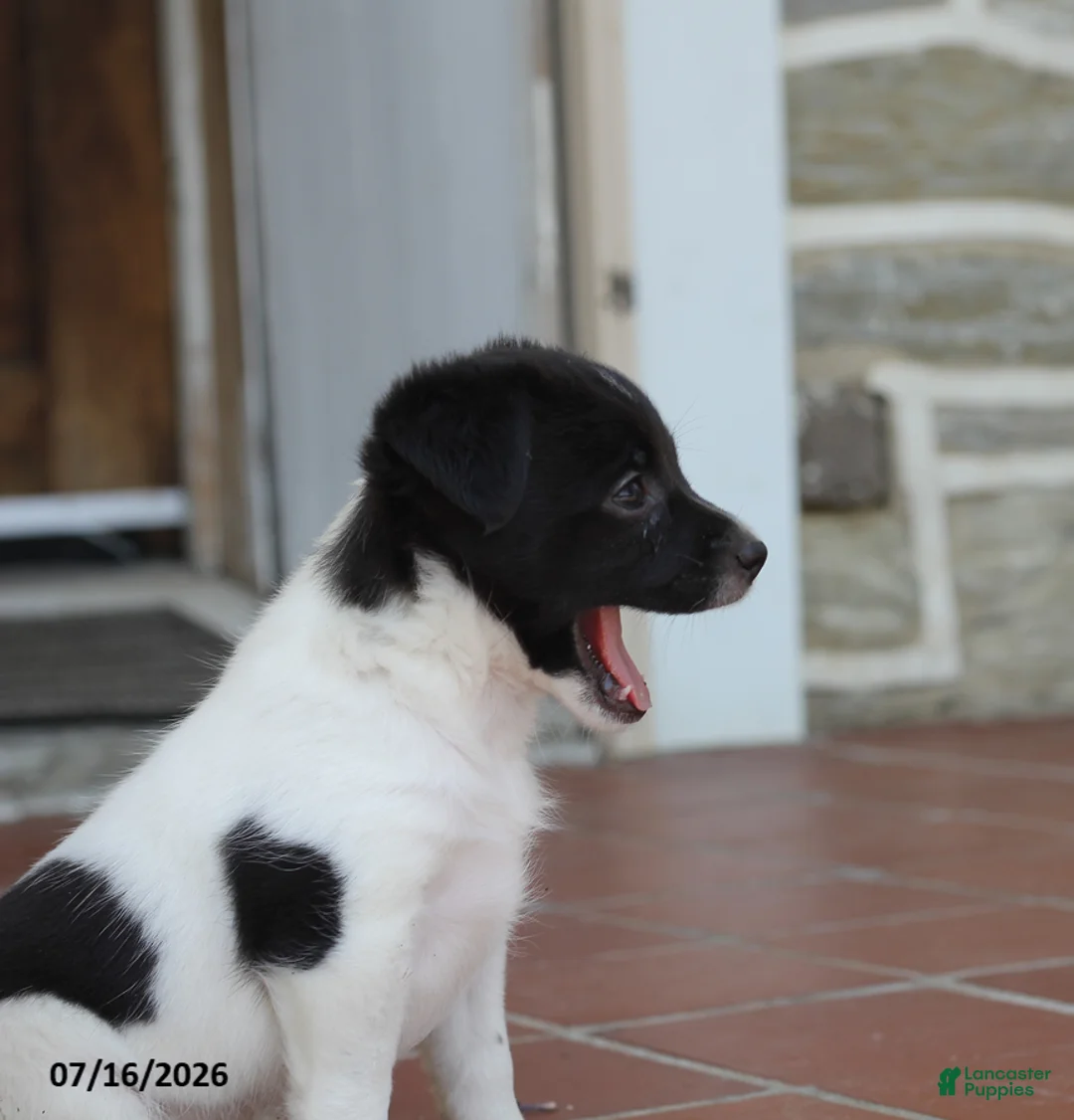Toy Fox Terrier dogs for sale: Mindi - Ad 2