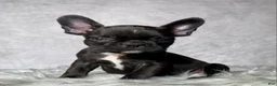 Frenchton dogs for sale: Mr. Beau - Ad 1