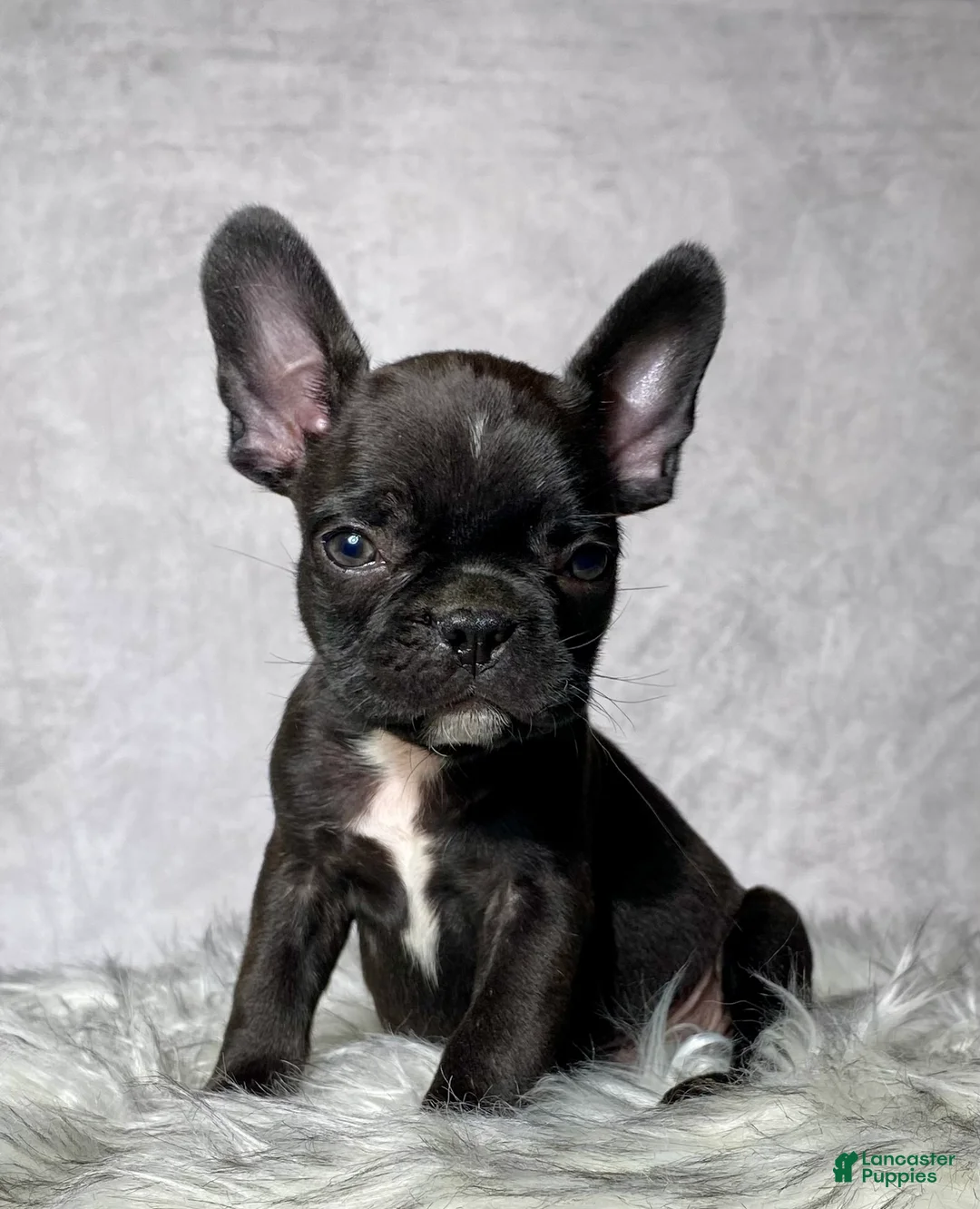 Frenchton dogs for sale: Mr. Beau - Ad 1