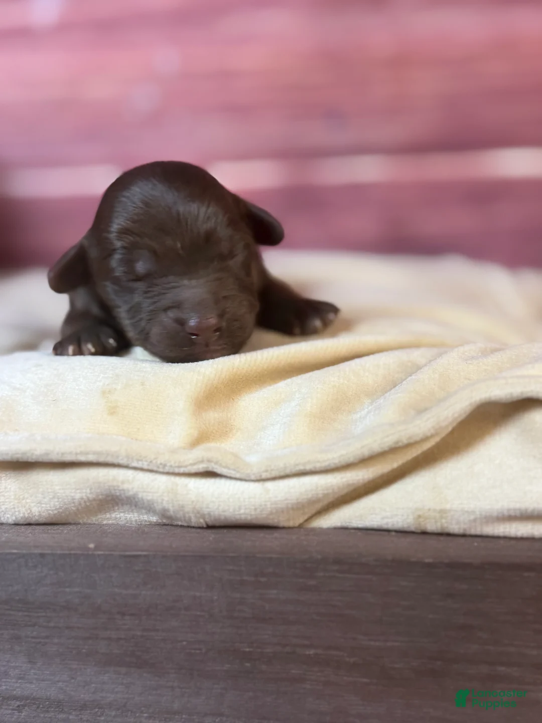 Cockapoo dogs for sale: Nox - Ad 1
