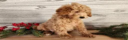 Mini Goldendoodle dogs for sale: Dover - Ad 17
