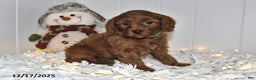 Cavapoo dogs for sale: Clifford - Ad 3