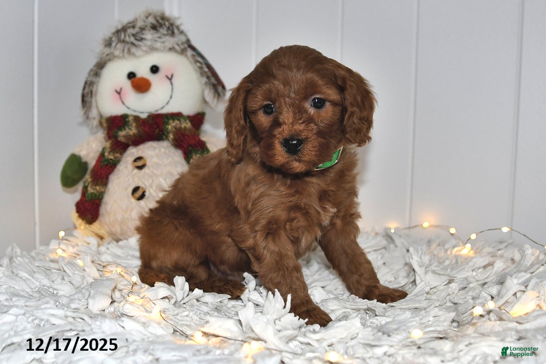 Cavapoo dogs for sale: Clifford - Ad 3