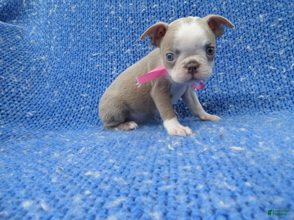 Boston Terrier dogs for sale: Marie  - Ad 33