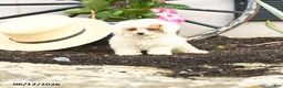 Toy Poodle dogs for sale: Meringue - Ad 5