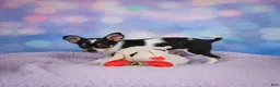 Chihuahua dogs for sale: OSA - Ad 8