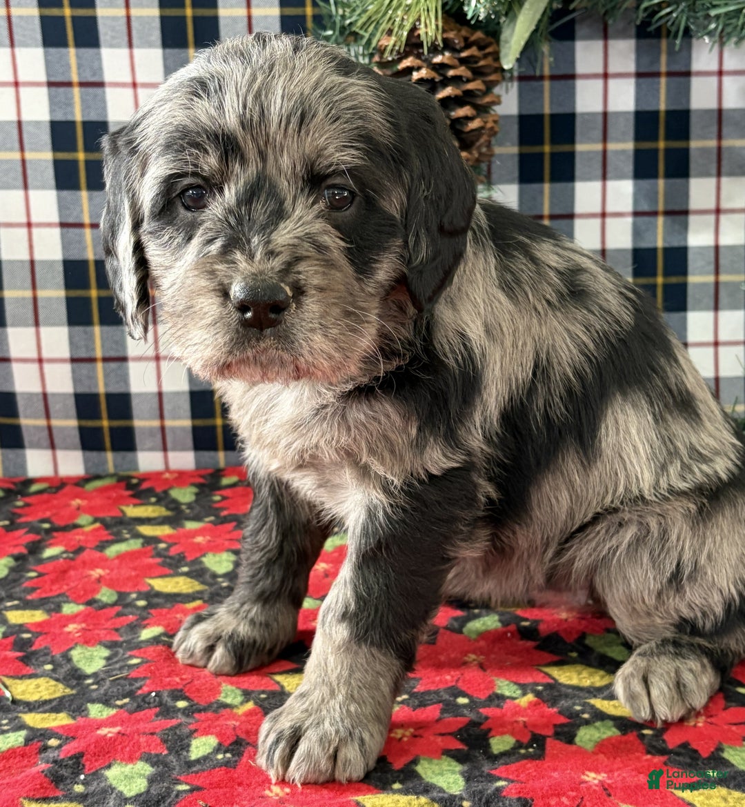 Labradoodle dogs for sale: Cora - Ad 3