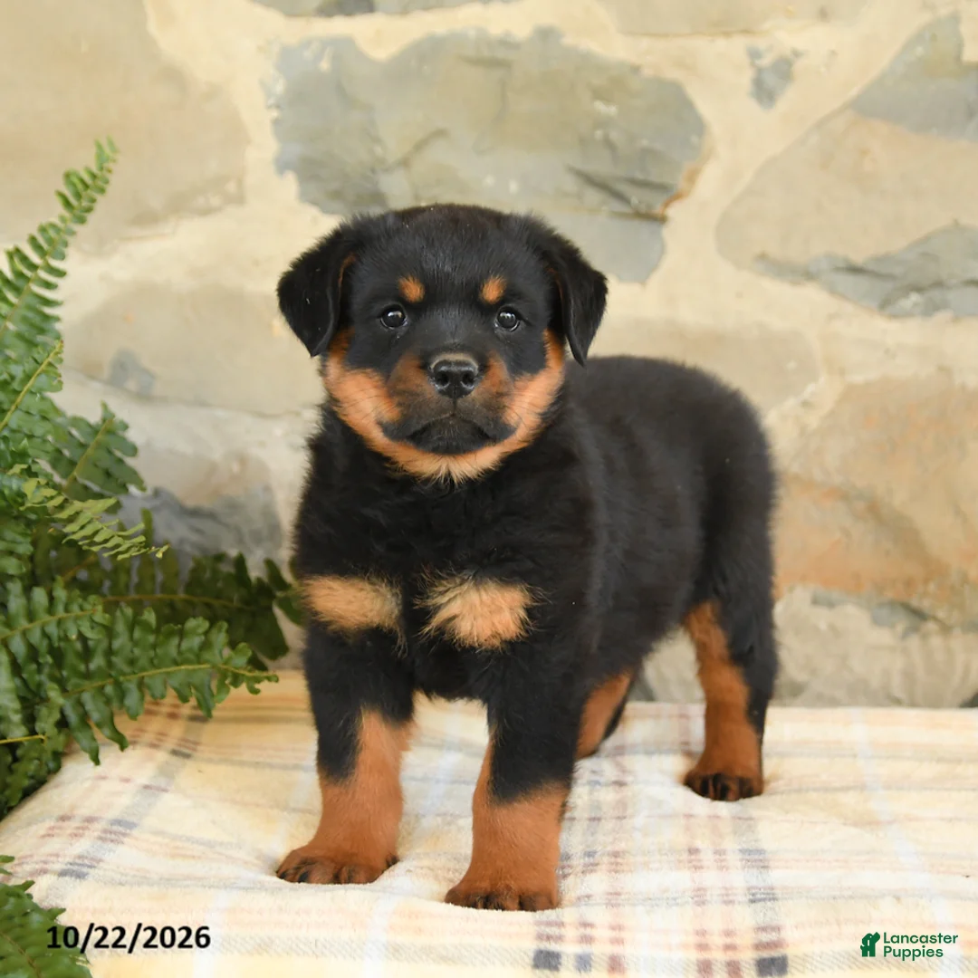 Rottweiler dogs for sale: Brock - Ad 1
