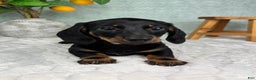 Miniature Dachshund dogs for sale: Dolly - Ad 2