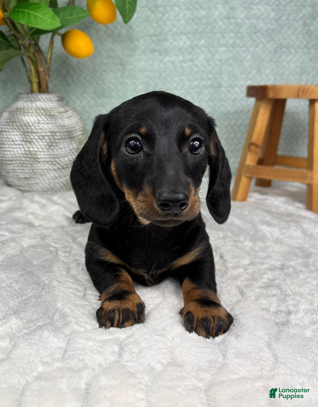 Miniature Dachshund dogs for sale: Dolly - Ad 2