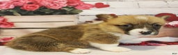 Welsh Corgi Pembroke dogs for sale: EL - Ad 2