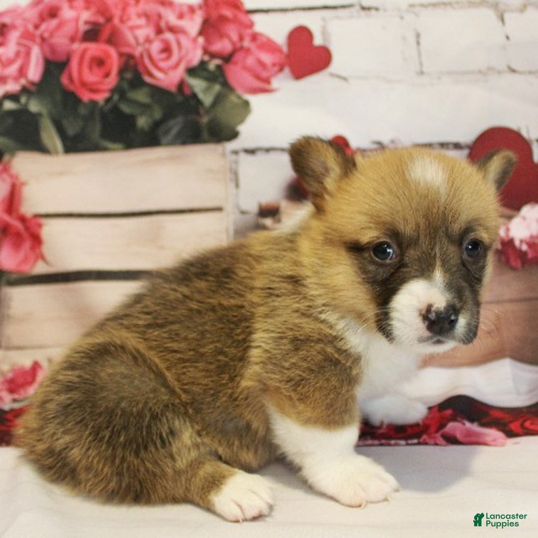 Welsh Corgi Pembroke dogs for sale: EL - Ad 2