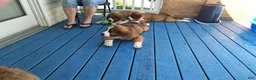 Mixed Breed dogs for sale: Marley - Ad 30