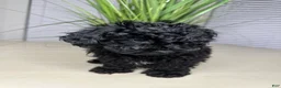 Shihpoo dogs for sale: Shihpoo 2 - Ad 6