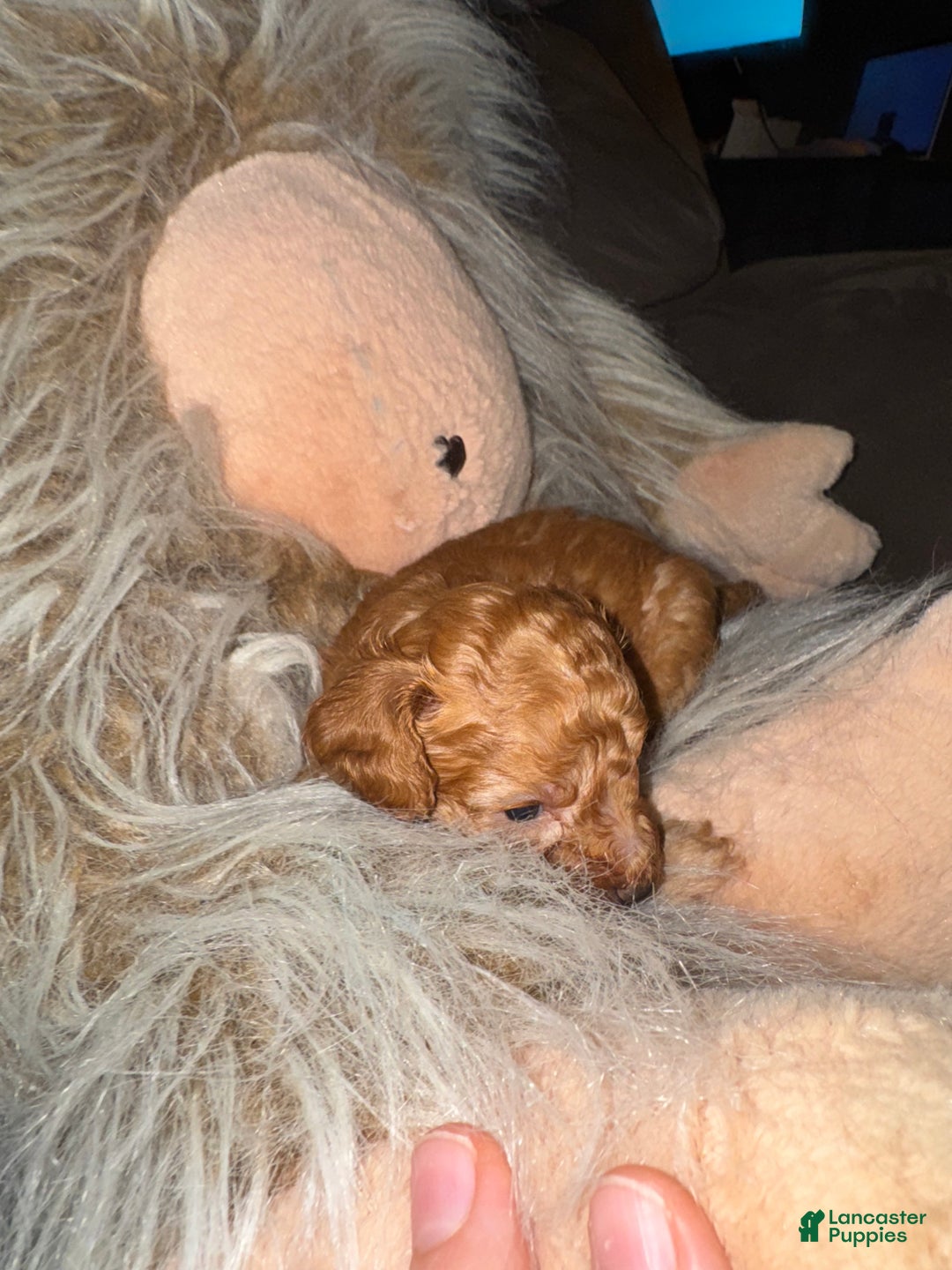Miniature Poodle dogs for sale: Miniature Poodle Milo - Ad 1