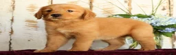 Golden Retriever dogs for sale: Shasta - Ad 13