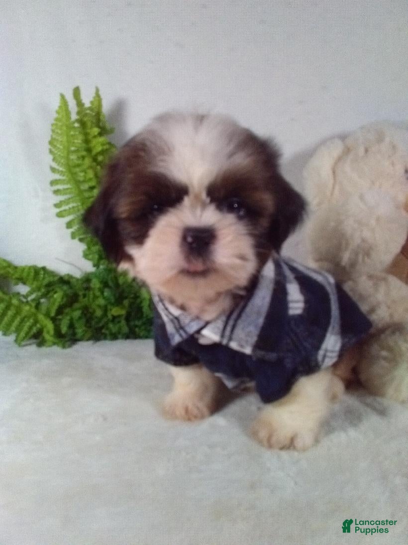 Shih Tzu dogs Baxter - Ad 2