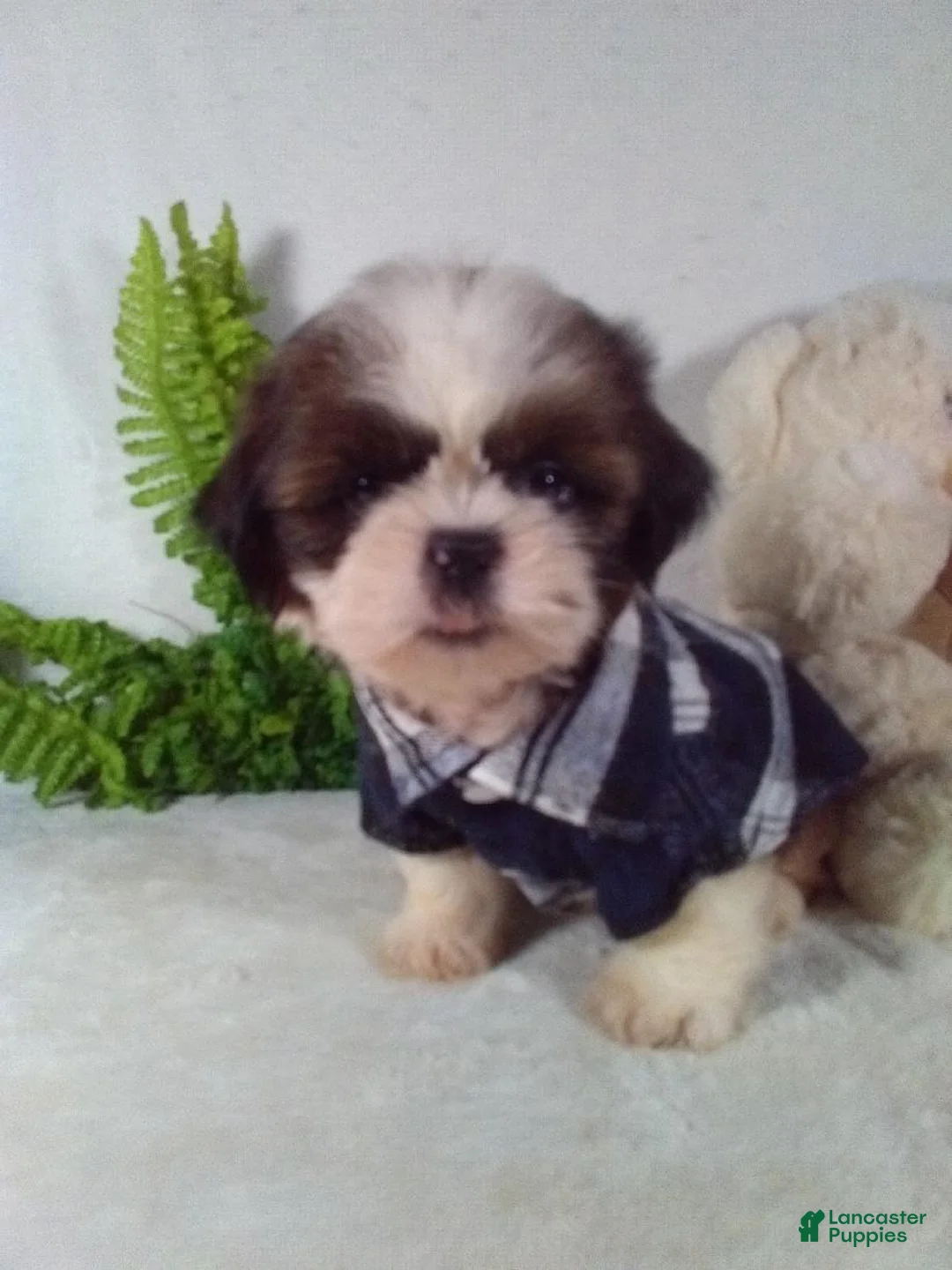 Shih Tzu dogs for sale: Baxter - Ad 2