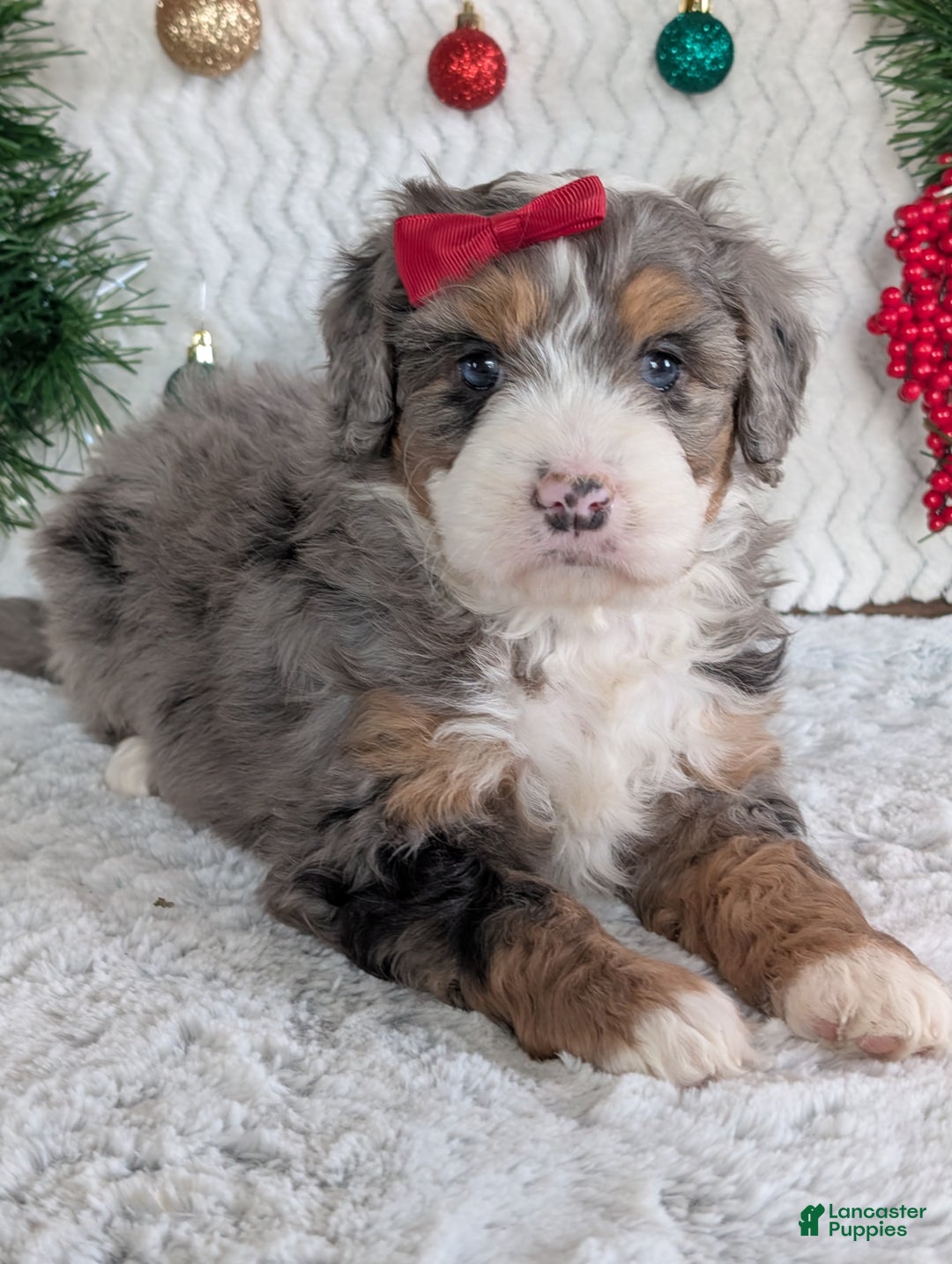 Mini Bernedoodle dogs for sale: Mini Niko  - Ad 29