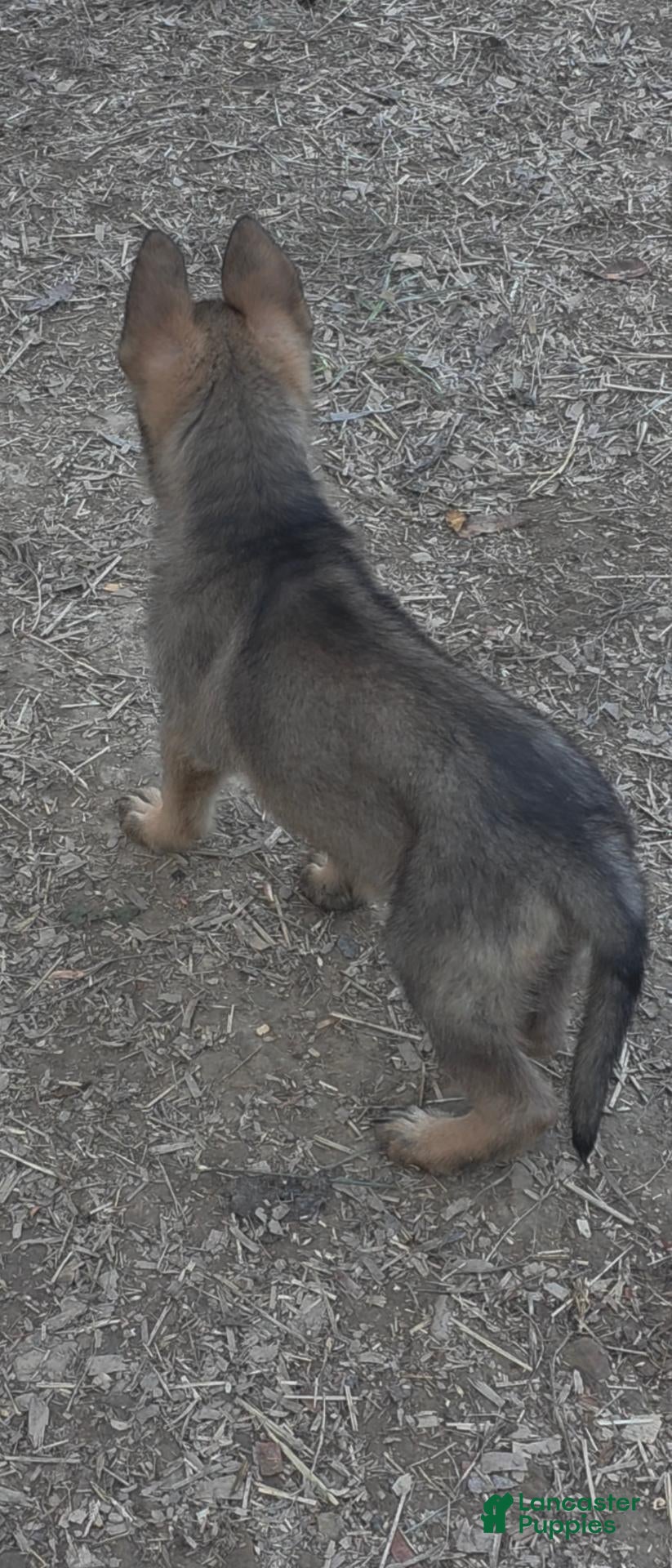German Shepherd dogs for sale: German Shepherd 1 - Ad 2