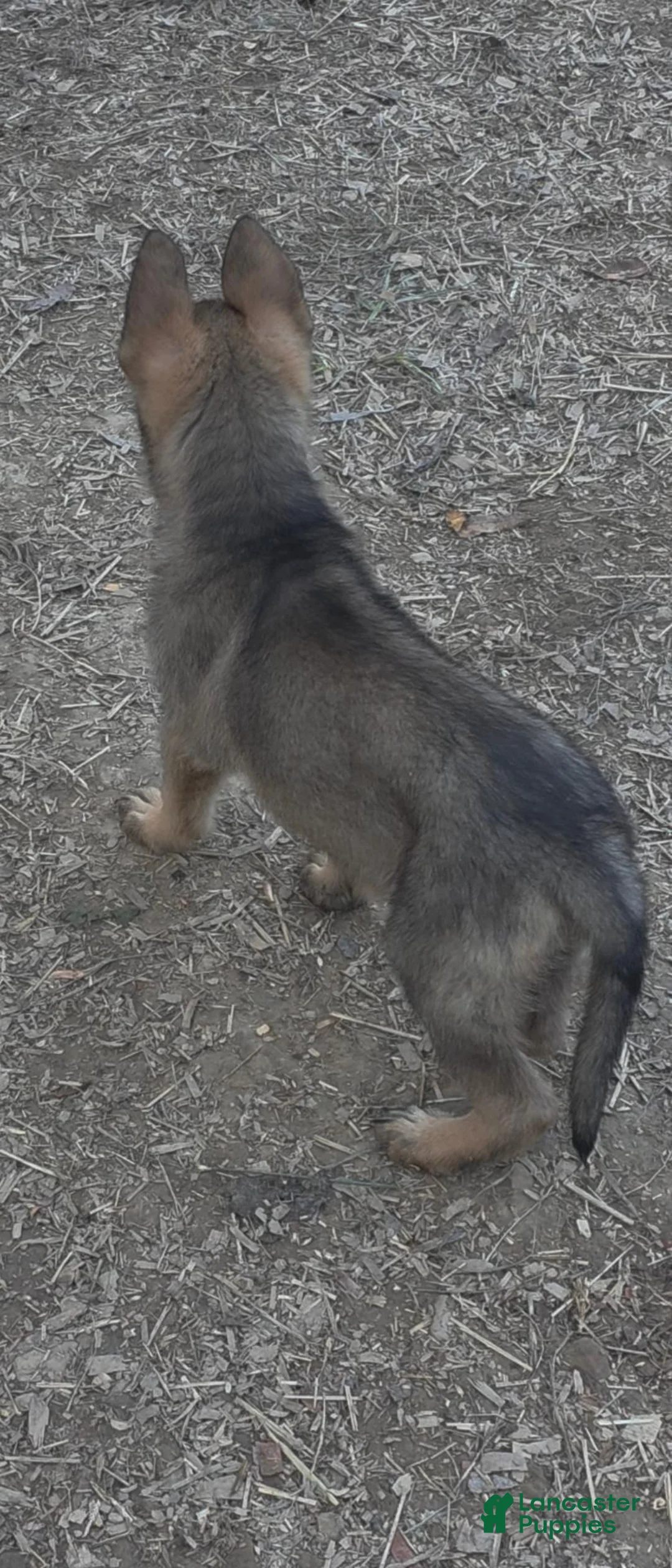 German Shepherd dogs for sale: German Shepherd 1 - Ad 2