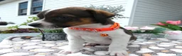 Mixed Breed dogs for sale: Mixed Breed 4 Drew - Ad 4
