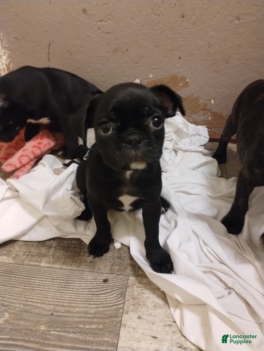 Mixed Breed dogs for sale: Susie - Ad 1