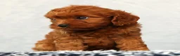 Cavapoo dogs for sale: Faye - Ad 7