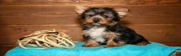 Yorkshire Terrier dogs for sale: Crew - Ad 1