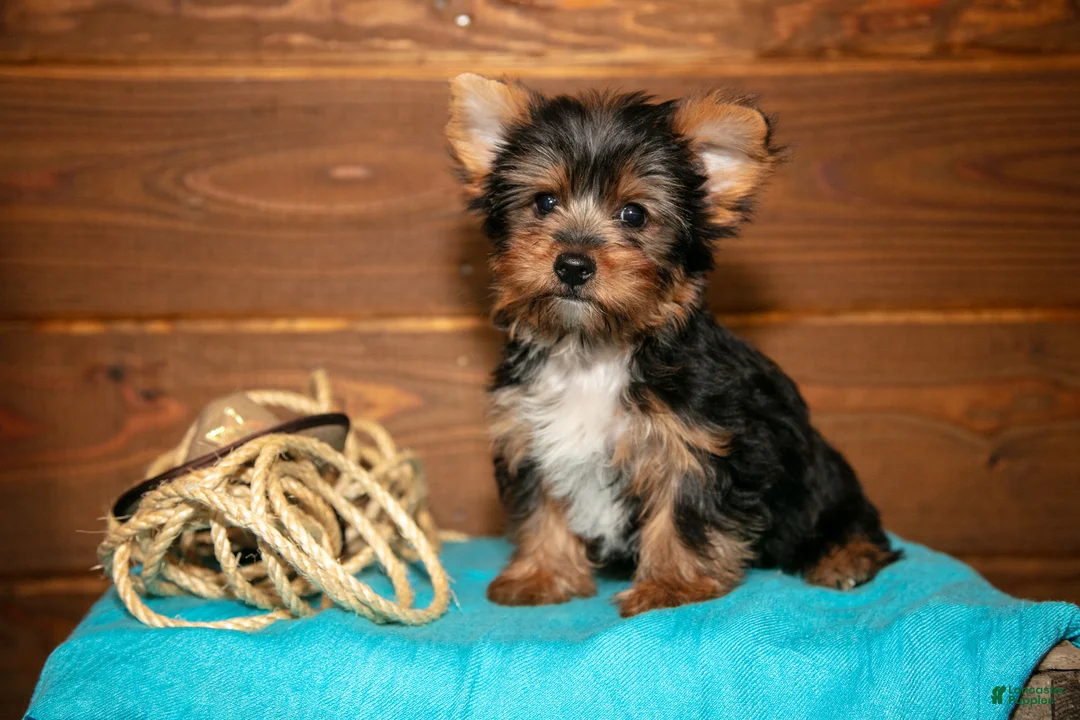 Yorkshire Terrier dogs for sale: Crew - Ad 1