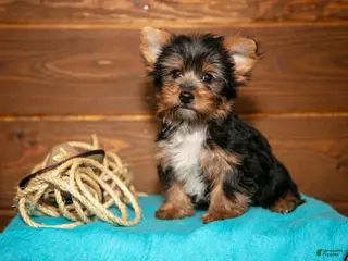 Yorkshire Terrier dogs for sale: Crew - Ad 3