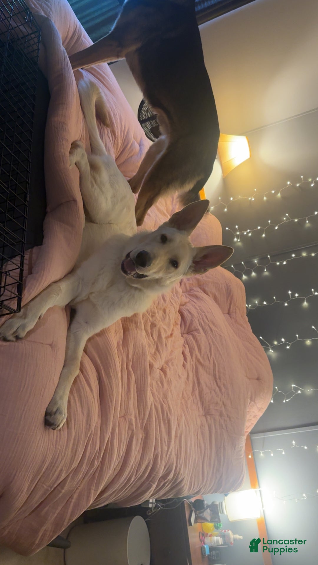 German Shepherd dogs for stud: Chief  - Ad 3